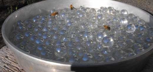 abreuvoir,abeilles