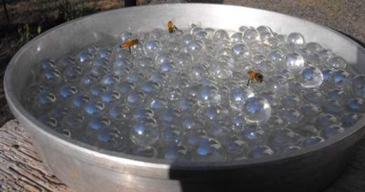 abreuvoir,abeilles