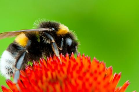 abreuvoir,abeilles