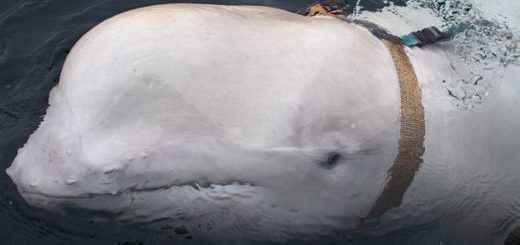 baleine-harnais-russie-espion