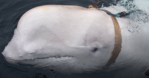 baleine-harnais-russie-espion