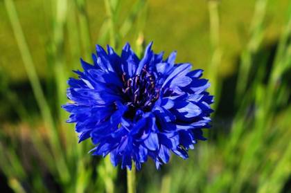 bleuet-abeilles