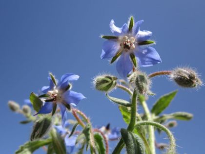 bourrache-abeilles