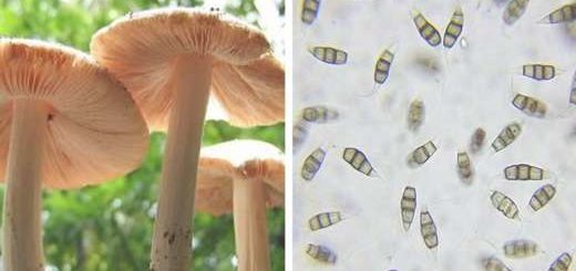 champignon plastique