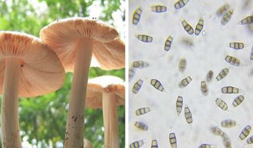 champignon plastique