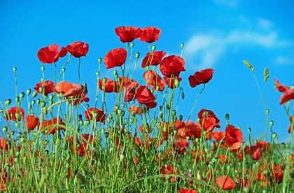 coquelicot-abeilles
