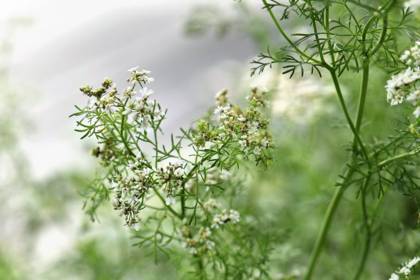 coriandre-abeilles