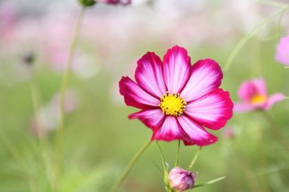 cosmos-abeilles