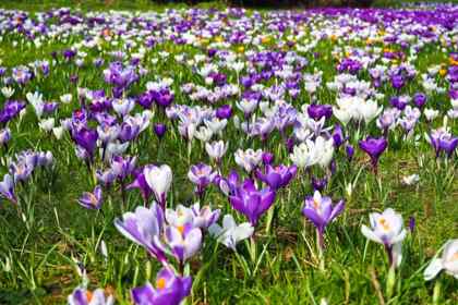 crocus-abeilles