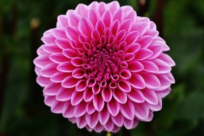 dahlia-abeilles