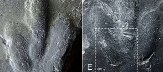 Découverte-empreintes-dinosaures