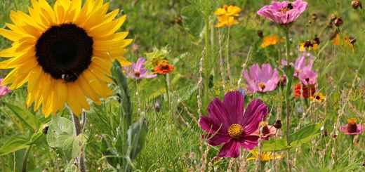 plantes-mellifères-abeilles-pollinisateurs