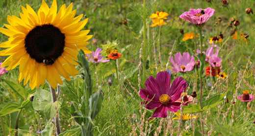 plantes-mellifères-abeilles-pollinisateurs