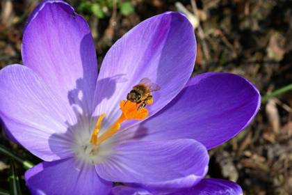 plantes-mellifères-abeilles-pollinisateurs