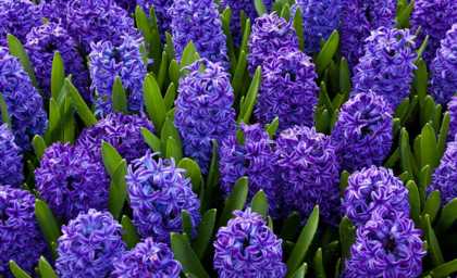 jacinthe-abeilles