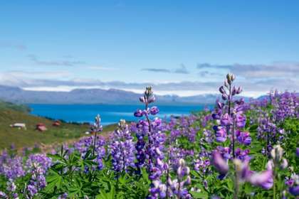 lupin-abeilles