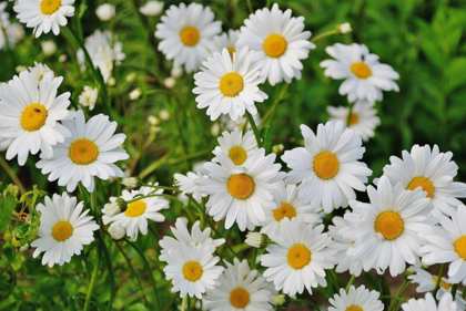 marguerite-abeilles