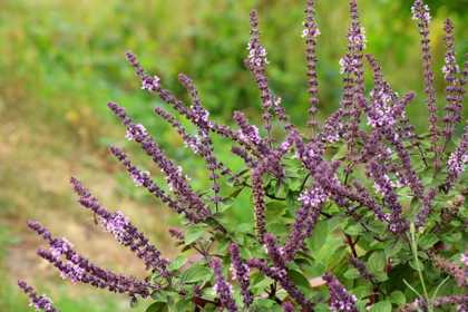 sauge-abeilles