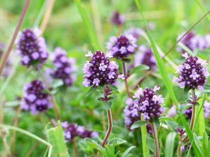 thym-abeilles