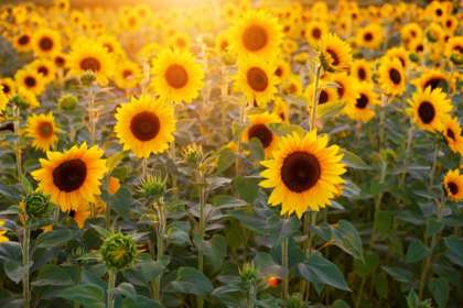 tournesol-abeilles