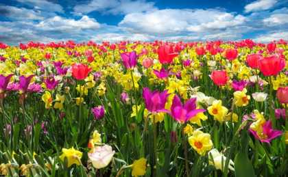 tulipe-abeilles