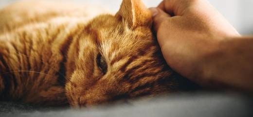 carresse-animaux-santé