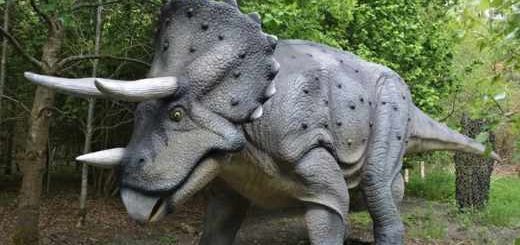 crâne-tricératops-géant