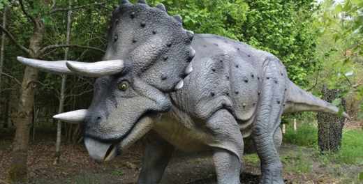 crâne-tricératops-géant