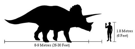 homme-tricératops-comparaison
