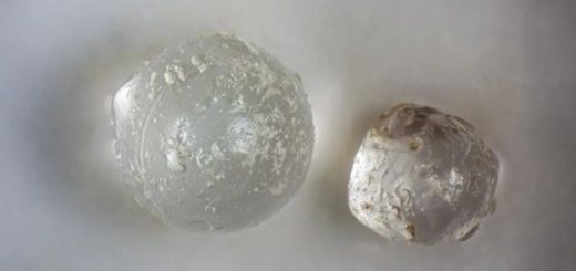 fossiles-palourdes-perles