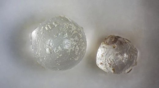 fossiles-palourdes-perles