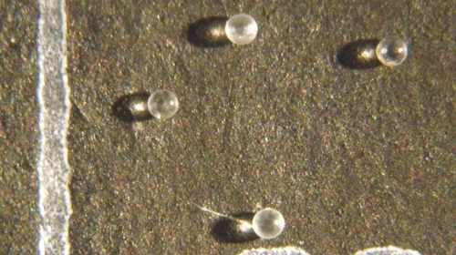 microtectites