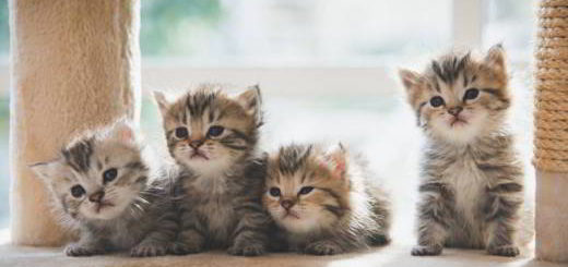 chats-clonés-pékin