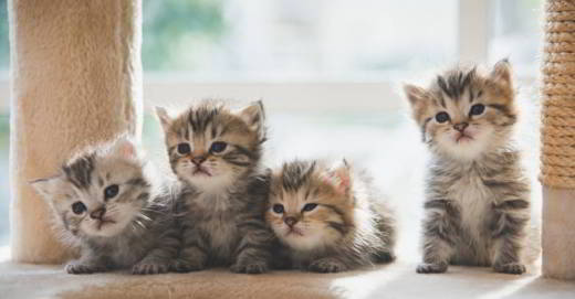 chats-clonés-pékin