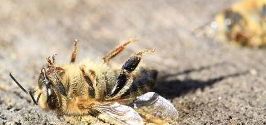 insectes-apocalypse-pesticides
