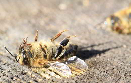 insectes-apocalypse-pesticides