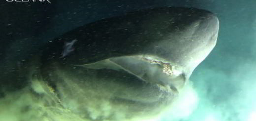 requin-griset