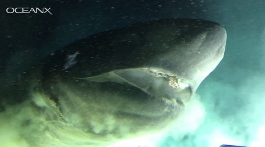 requin-griset