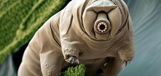tardigrade-lune