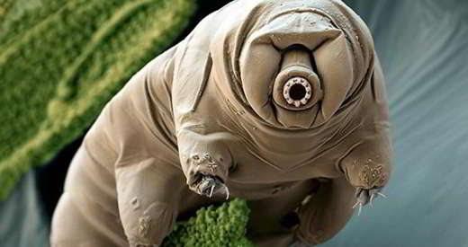 tardigrade-lune