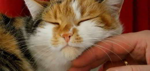 vaccin-chats
