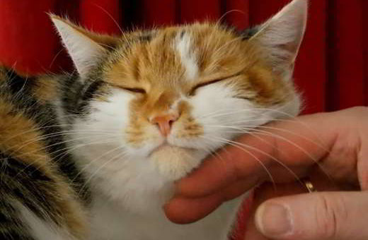 vaccin-chats
