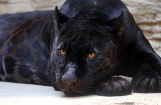 panthère-noire-France