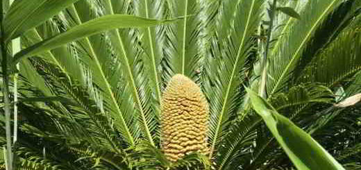 plantes-préhistorique-palmiers