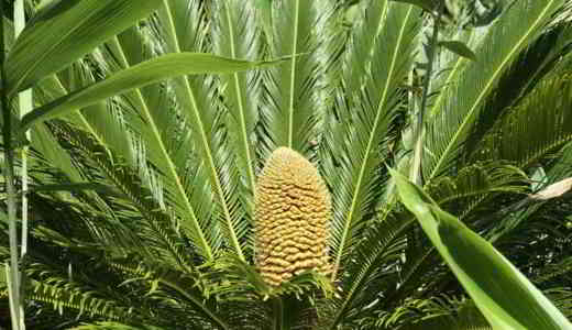 plantes-préhistorique-palmiers