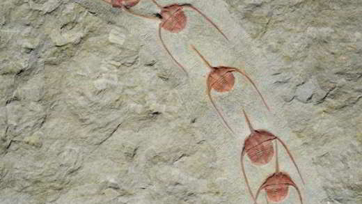 arthropodes-fossiles-Ampyx priscus