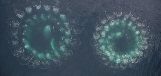 baleines-filets-chasse