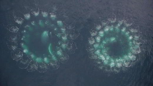 baleines-filets-chasse