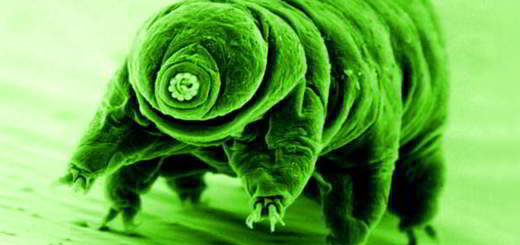 bouclier-tardigrades-protéique