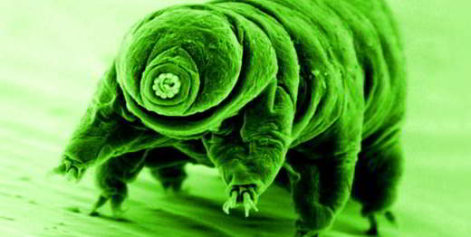 bouclier-tardigrades-protéique